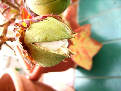 Opening capsule of cotton plant (Gossypium hirsutum)in Barcelona