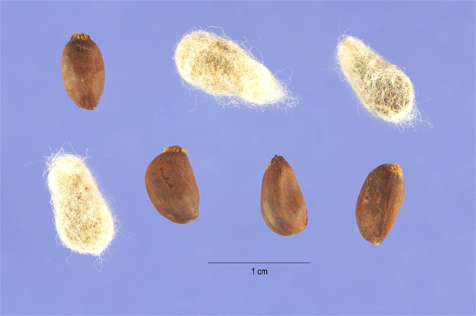 Gossypium hirsutum