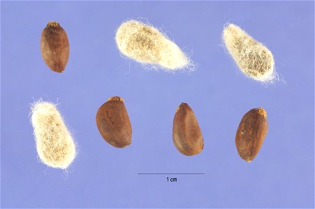 Gossypium hirsutum