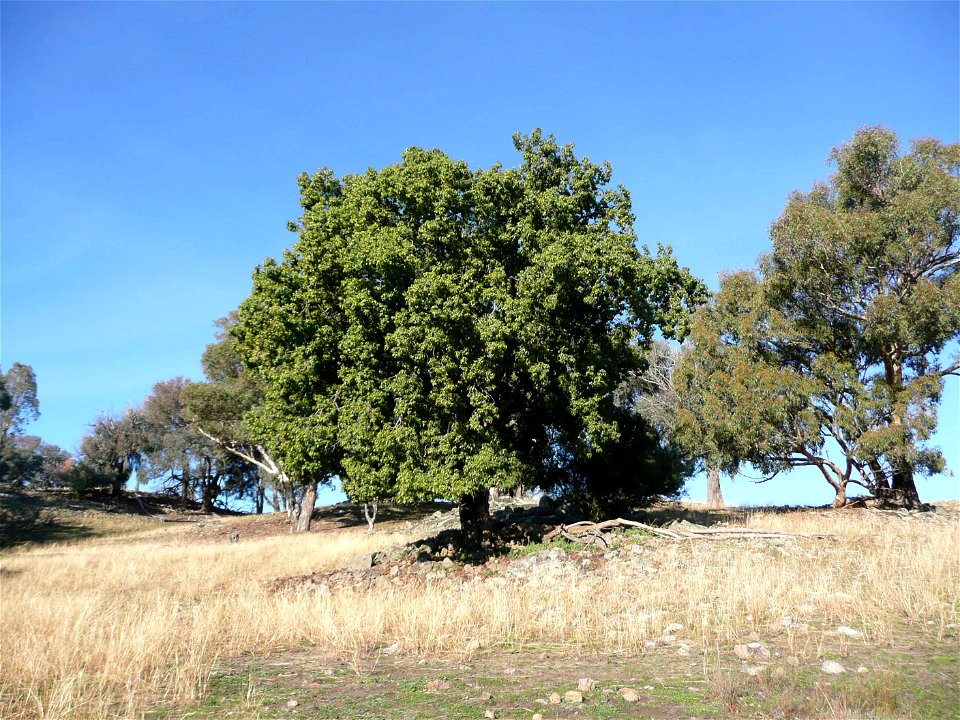 A Brachychiton populneus (Kurrajong) tree in regional NSW, Australia.