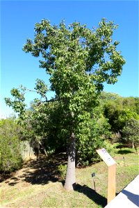 Botanical speciment in the Jardín Botánico de Barcelona - Barcelona, Spain.