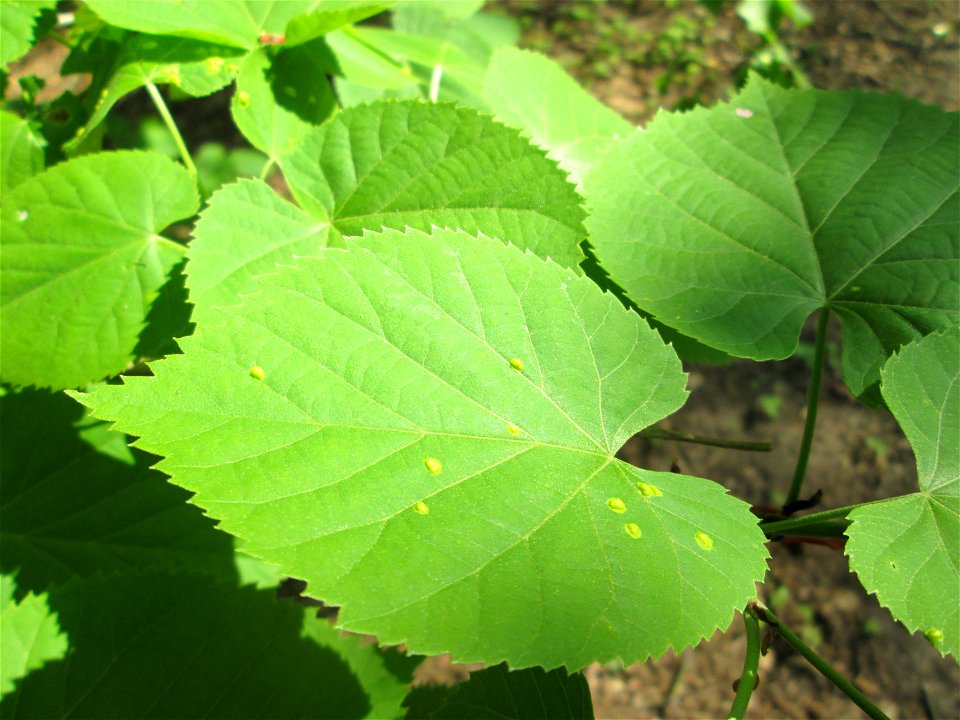 Sommerlinde (Tilia platyphyllos) in der Schwetzinger Hardt
