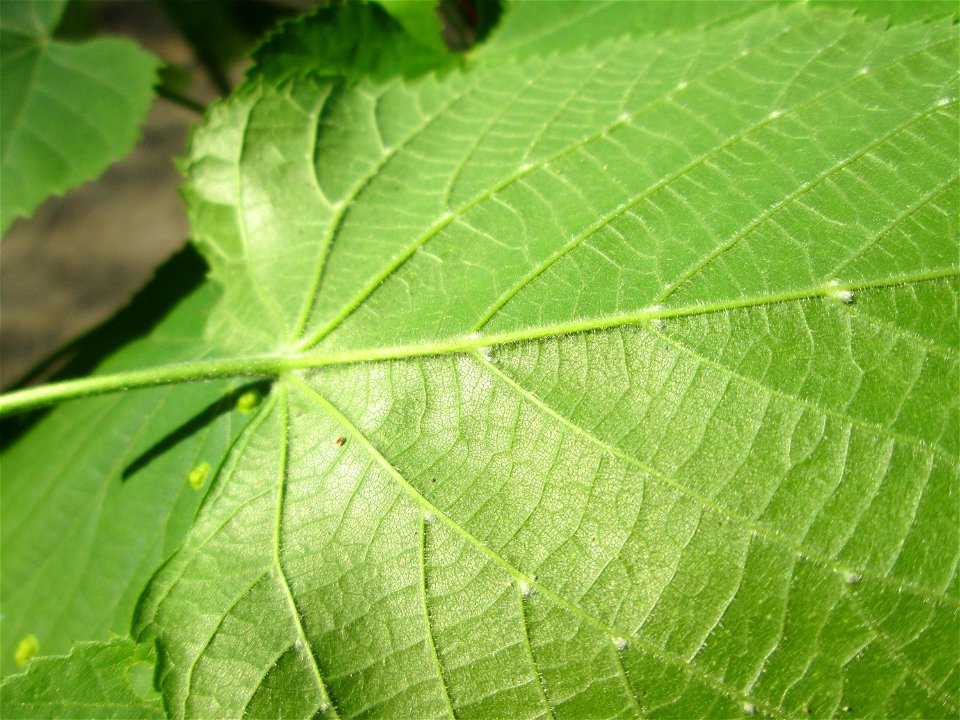 Sommerlinde (Tilia platyphyllos) in der Schwetzinger Hardt photo