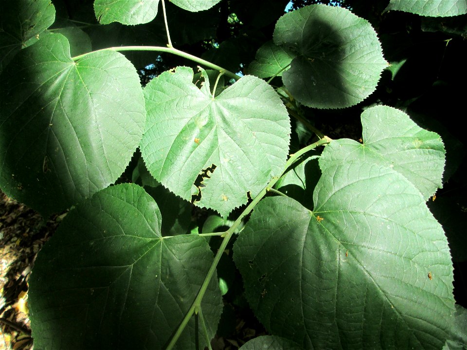Sommerlinde (Tilia platyphyllos) am Hockenheimer Baggersee in der Schwetzinger Hardt