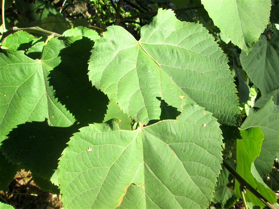Blätter der Sommerlinde (Tilia platyphyllos) am Hockenheimer Baggersee in der Schwetzinger Hardt - deutlich größer als die der häufigeren Winterlinde
