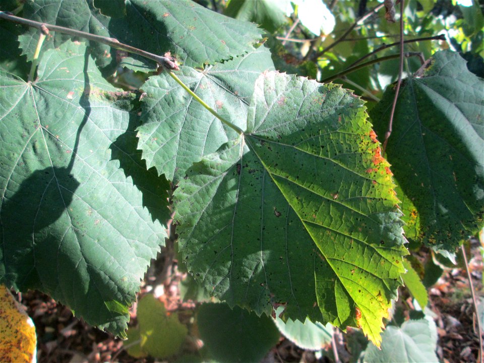 Blätter der Sommerlinde (Tilia platyphyllos) am Hockenheimer Baggersee in der Schwetzinger Hardt - deutlich größer als die der häufigeren Winterlinde
