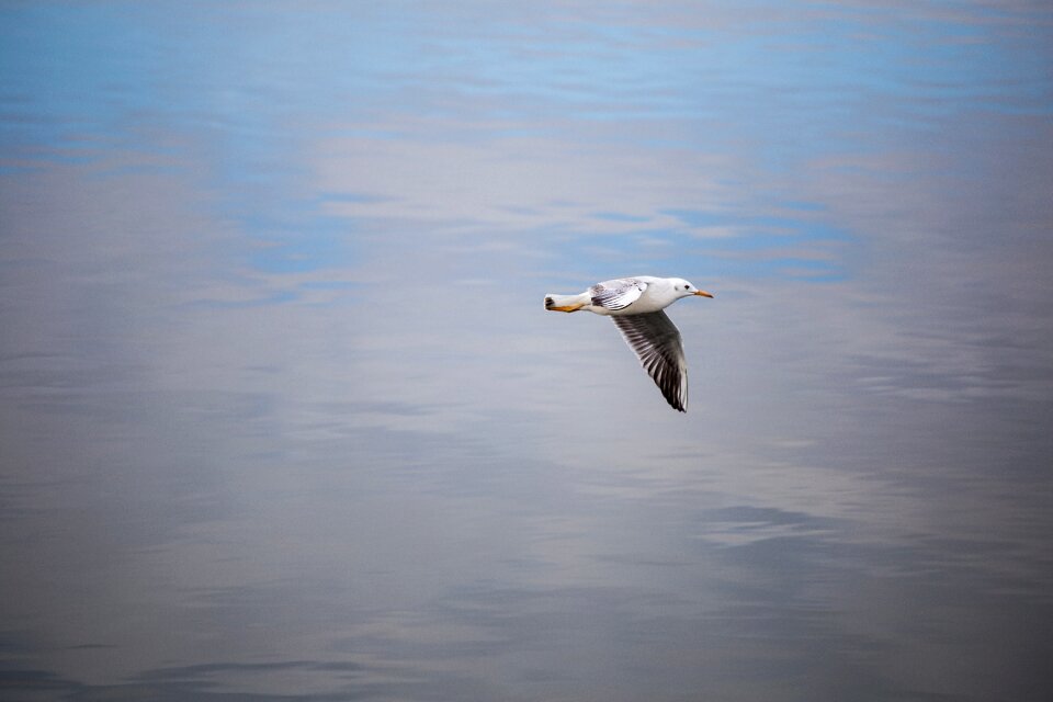Water lake flight