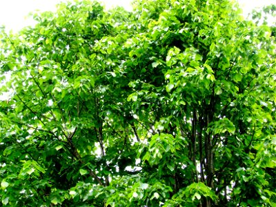 Büyük yapraklı ıhlamur (Tilia platyphyllos')