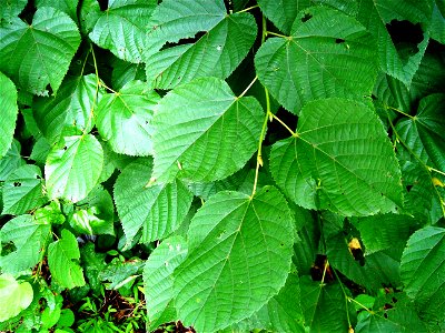 Büyük yapraklı ıhlamur (Tilia platyphillos) photo