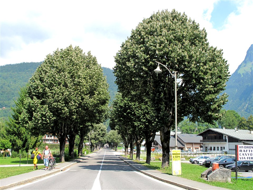 Lime trees alley on the departemental road D4 in Samoëns (Haute-Savoie, France).
