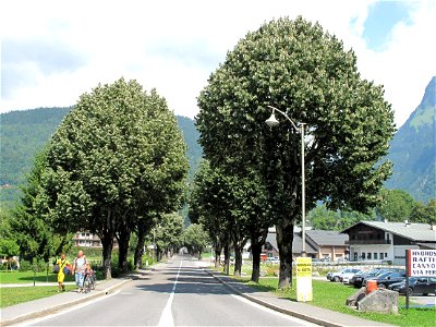 Lime trees alley on the departemental road D4 in Samoëns (Haute-Savoie, France). photo