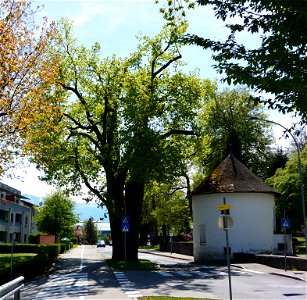  Large-leaved linden  in St. Martin in the community of Villach