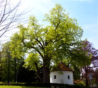 Large-leaved linden in St. Martin in the community of Villach photo