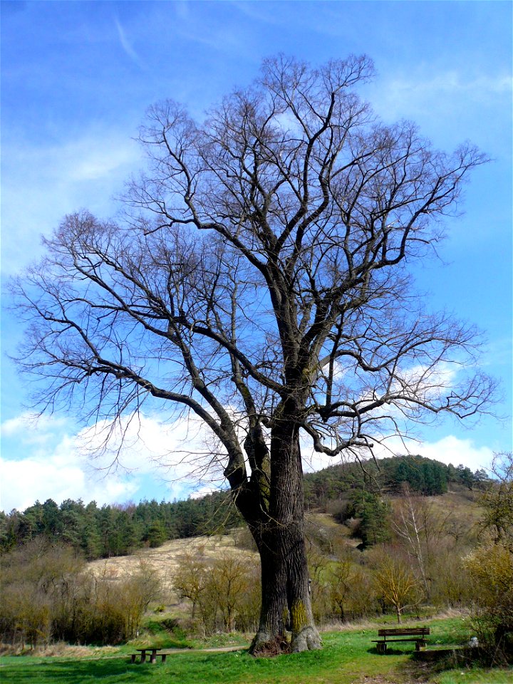 Linde am Geilesberg bei Hammelburg