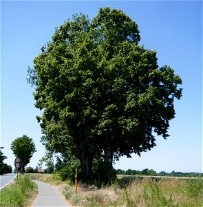 Linde an der Lageschen Straße zwischen Lemgo und Hörstmar (Naturdenkmal Nr. 2.3-8 im Landschaftsplan des Kreises Lippe Nr. 7 „Lemgo“) photo