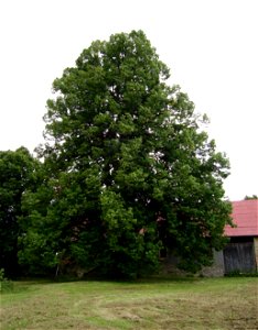 Lípa u Kohoutů - památný strom lípa velkolistá (Tilia platyphylla) v Mezině