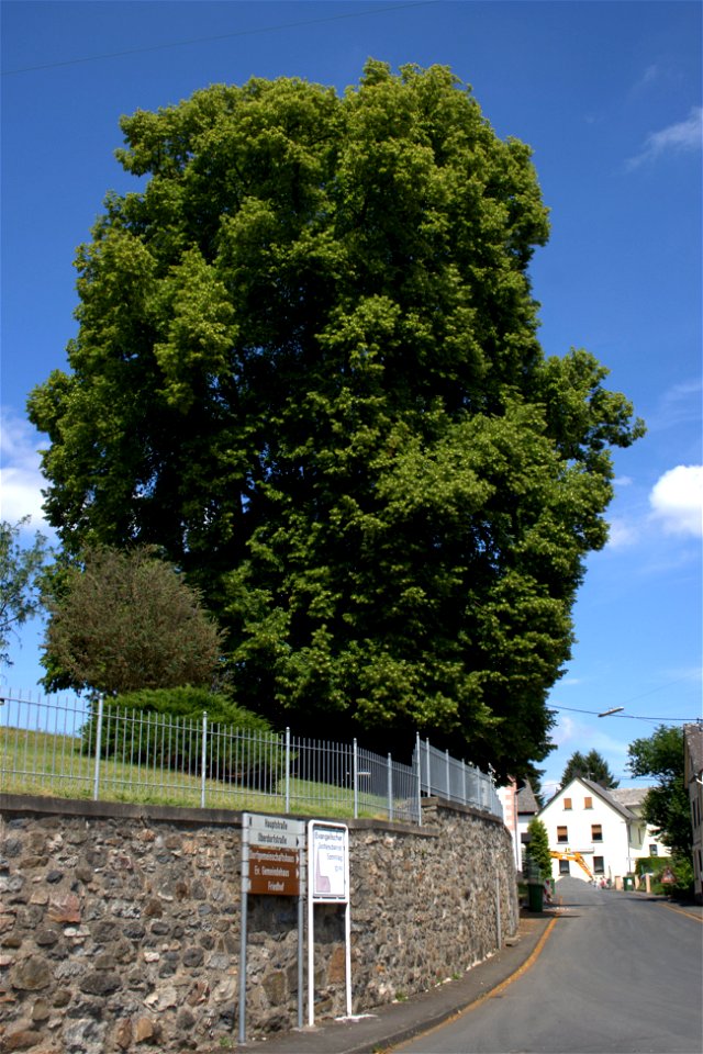 400 to 600 years old lime tree in Rückeroth, Westerwald, Germany, 10 m trunk diameter