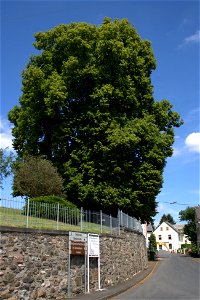 400 to 600 years old lime tree in Rückeroth, Westerwald, Germany, 10 m trunk diameter photo