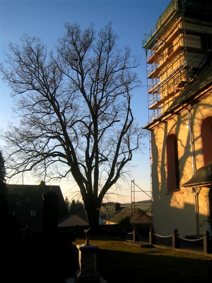 Unter Naturschutz stehende Sommerlinde neben der St. Nikolaus-Pfarrkirche in Haintchen
