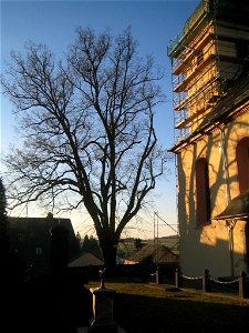 Unter Naturschutz stehende Sommerlinde neben der St. Nikolaus-Pfarrkirche in Haintchen photo