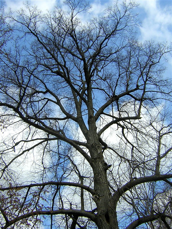 Tilia platyphyllos subsp. cordifolia, habitus. Russia, Ivanovo Region, Savino District