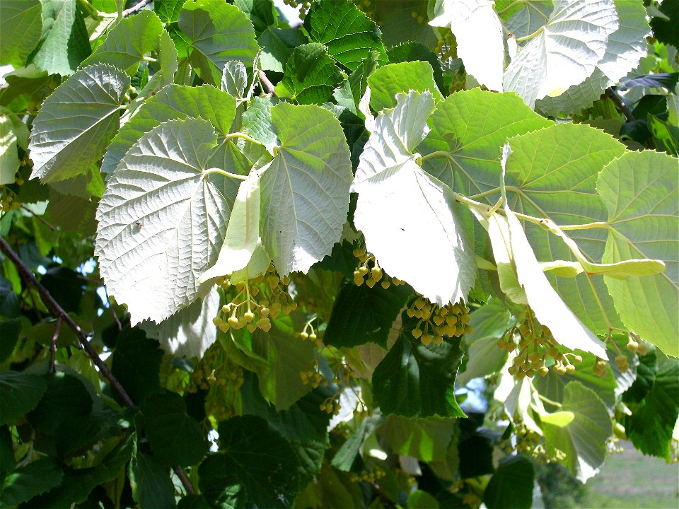 Tilia platyphyllos close up Dehesa Boyal de Puertollano, Spain