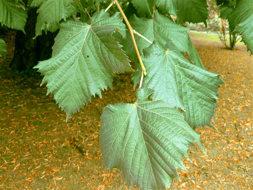 Leaves on old Tilia platyphyllos 'Vitifolia' tree in botanical garden in Copenhagen
