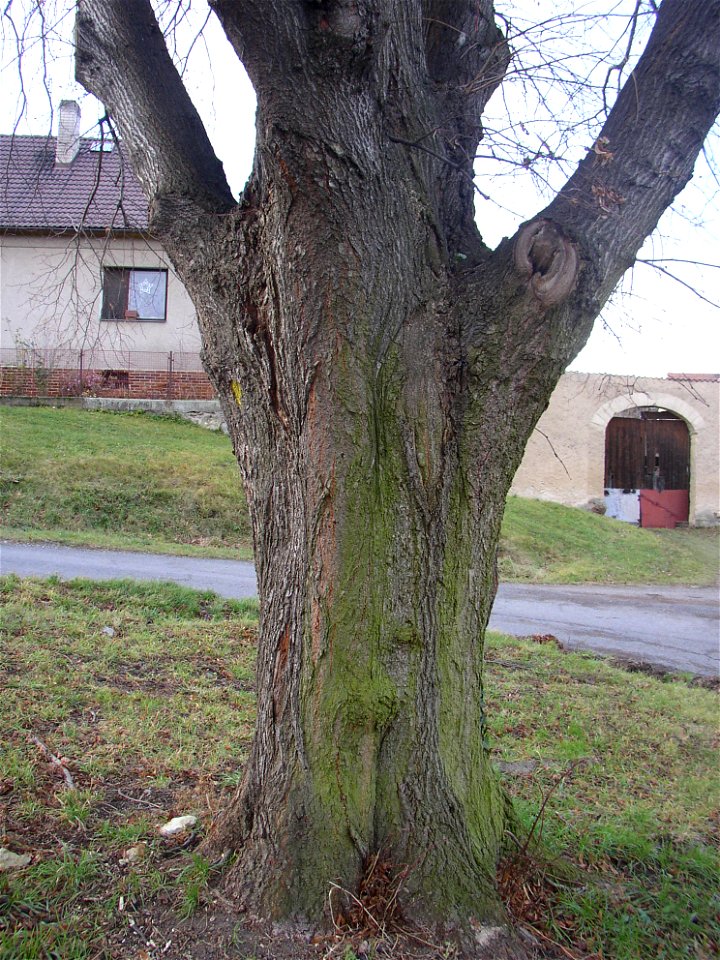Protected example of Large-leaved Lime (Tilia platyphyllos) in Želenice, Kladno District, Czech Republic.