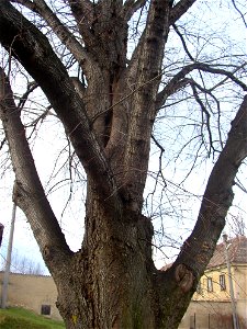 Protected example of Large-leaved Lime (Tilia platyphyllos) in Želenice, Kladno District, Czech Republic. photo