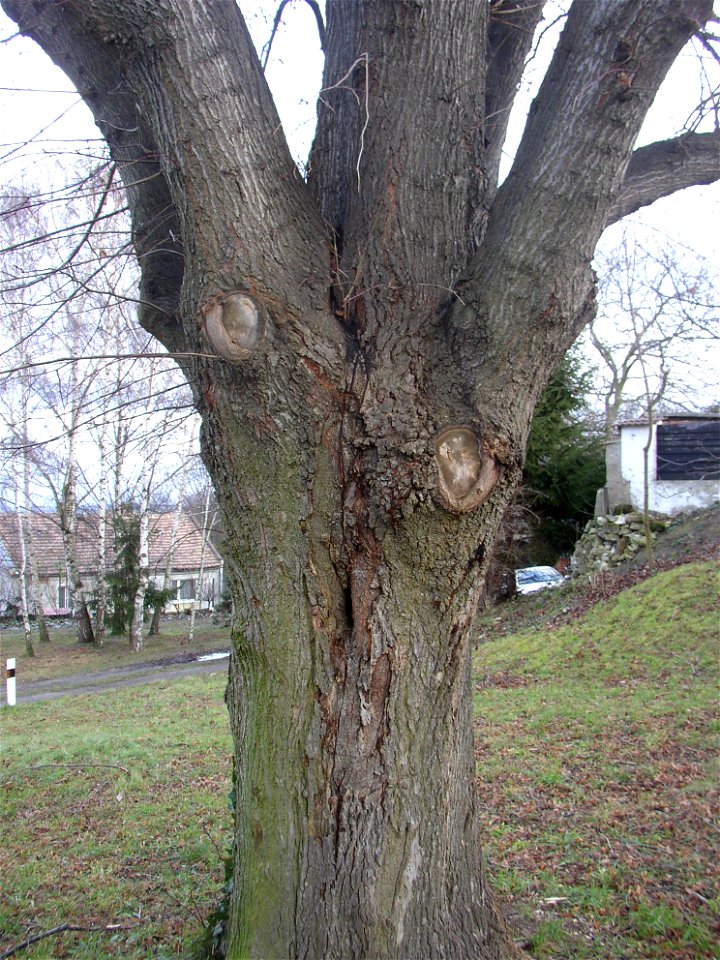 Protected example of Large-leaved Lime (Tilia platyphyllos) in Želenice, Kladno District, Czech Republic. photo