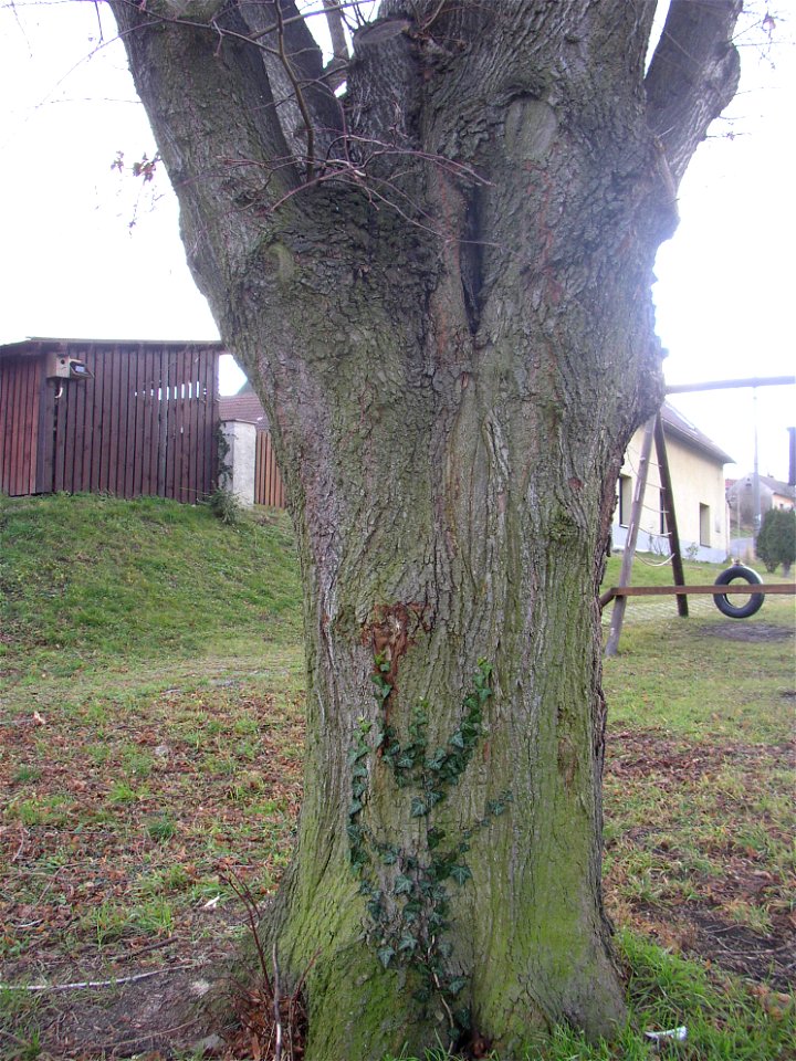 Protected example of Large-leaved Lime (Tilia platyphyllos) in Želenice, Kladno District, Czech Republic. photo