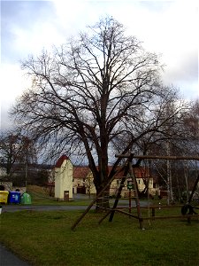 Protected example of Large-leaved Lime (Tilia platyphyllos) in Želenice, Kladno District, Czech Republic.