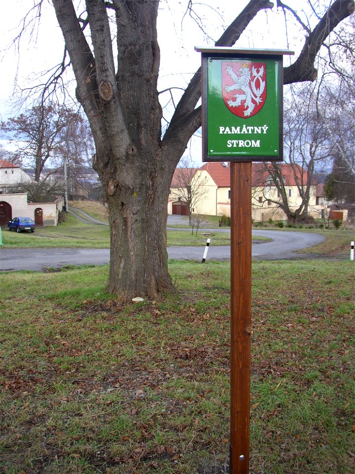 Protected example of Large-leaved Lime (Tilia platyphyllos) in Želenice, Kladno District, Czech Republic. photo