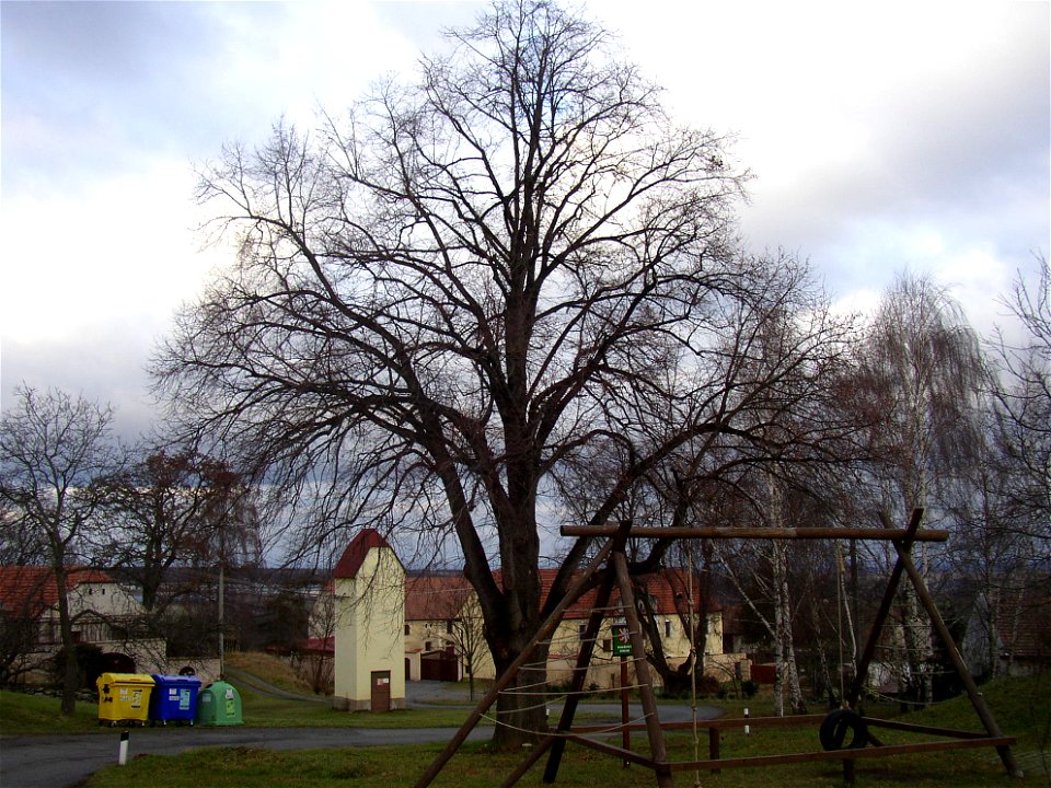 Protected example of Large-leaved Lime (Tilia platyphyllos) in Želenice, Kladno District, Czech Republic.