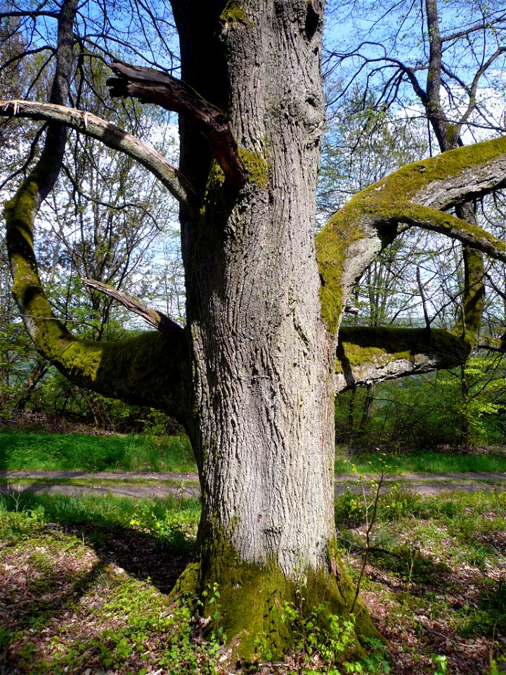 Zwei Linden bei Burkardroth