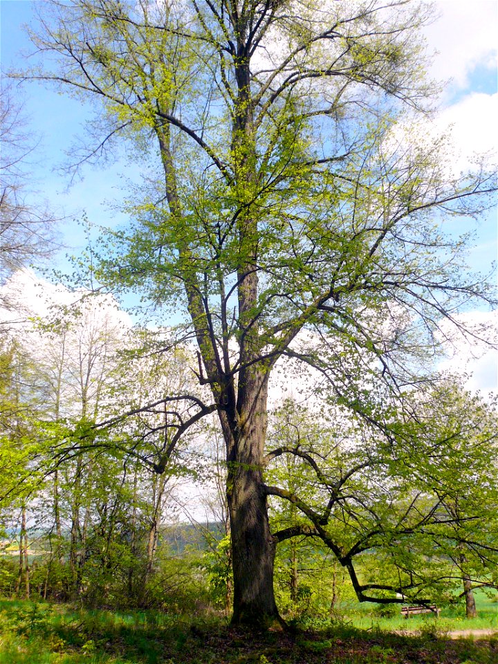 Zwei Linden bei Burkardroth