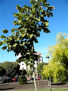 Firmiana simplex habit, Parque El Pilar de Ciudad Real, Spain