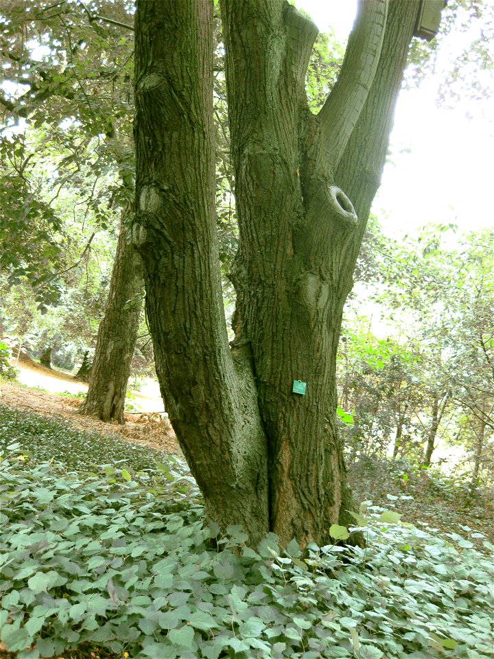 Sølv-Lind (Tilia tomentosa 'Petiolaris') in the botanical garden in Copenhagen