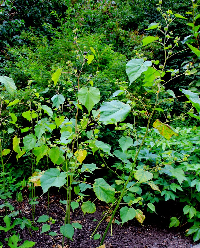 Plants Abutilon theophrasti from the Botanical Gardens of Charles University, Prague, Czech Republic