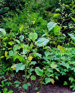 Plants Abutilon theophrasti from the Botanical Gardens of Charles University, Prague, Czech Republic