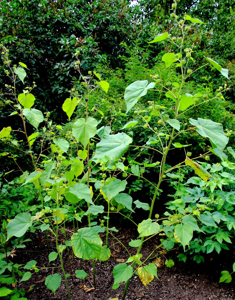 Plants Abutilon theophrasti from the Botanical Gardens of Charles University, Prague, Czech Republic