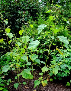 Plants Abutilon theophrasti from the Botanical Gardens of Charles University, Prague, Czech Republic