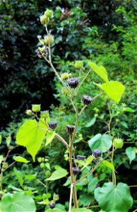 Fruits on top of plant Abutilon theophrasti from the Botanical Gardens of Charles University, Prague, Czech Republic