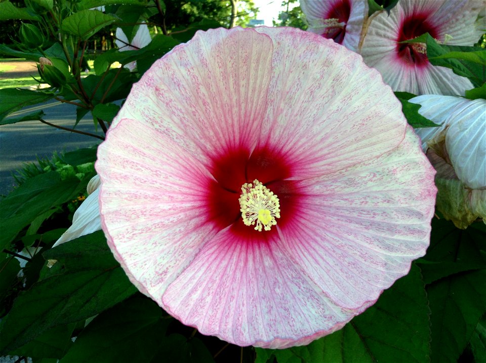 Hardy hibiscus flower, also called Giant Hibiscus photo