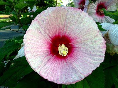Hardy hibiscus  flower, also called Giant Hibiscus