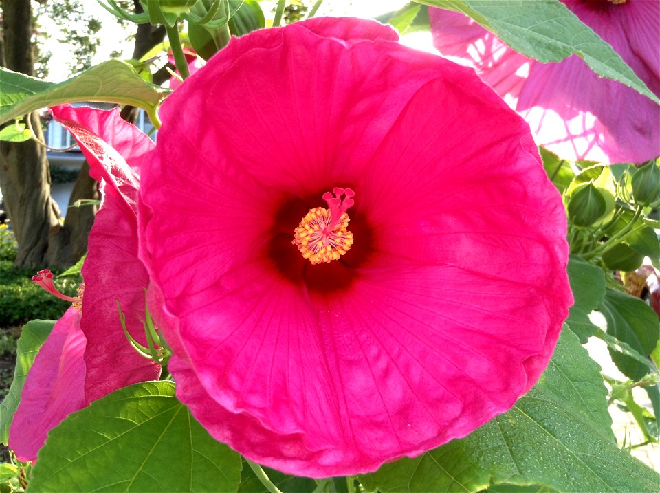 Hardy hibiscus flower, also called Giant Hibiscus photo