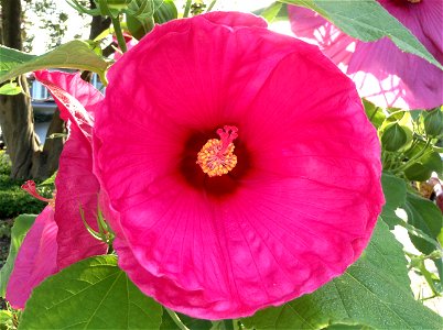Hardy hibiscus flower, also called Giant Hibiscus photo