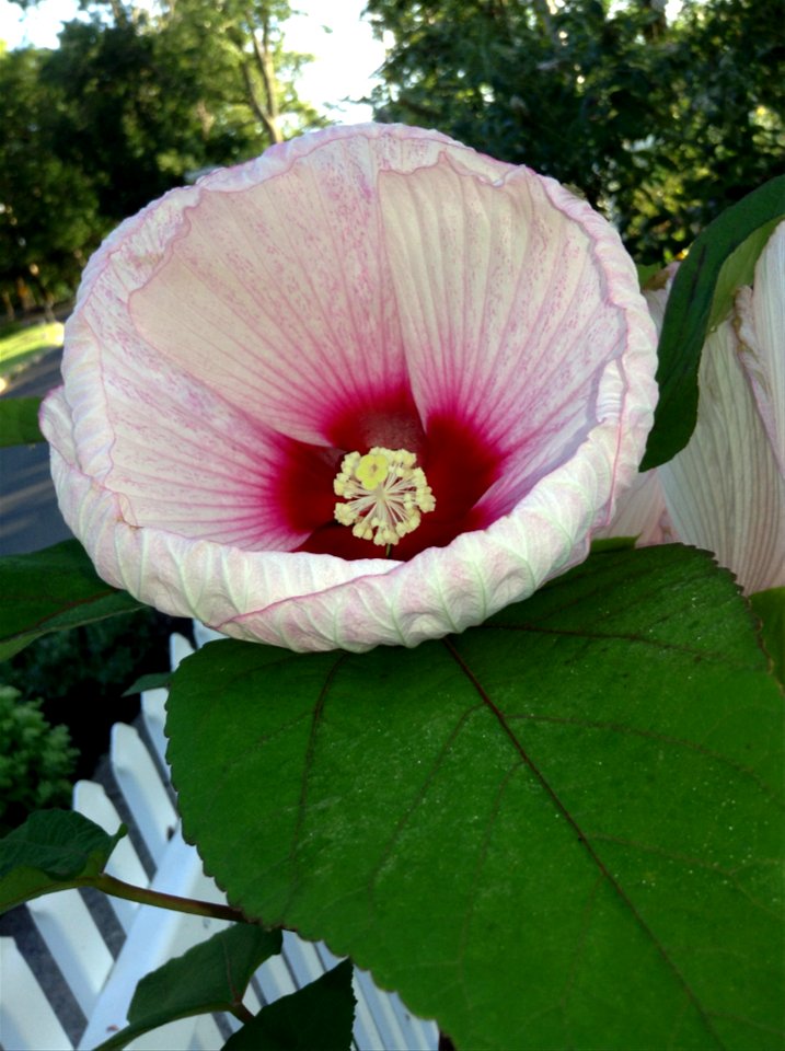 Hardy hibiscus flower, also called Giant Hibiscus photo