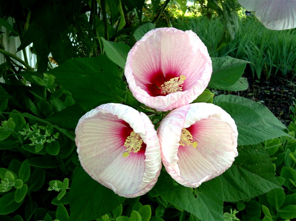 Hardy hibiscus flower, also called Giant Hibiscus photo