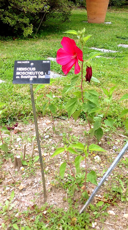 Hibiscus moscheutos